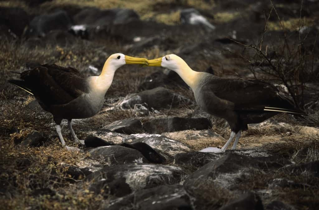 galapagos albatross